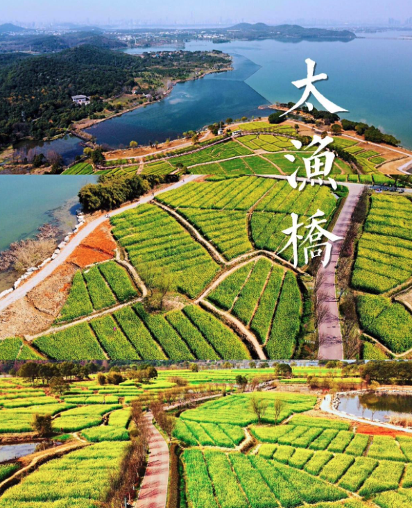 武汉最美油菜花海|东湖吹笛太渔桥